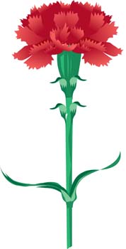 Carnation Flower Gvozdika 5