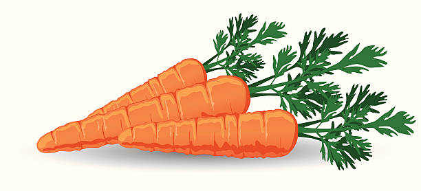 Fresh Carrots vector art illustration
