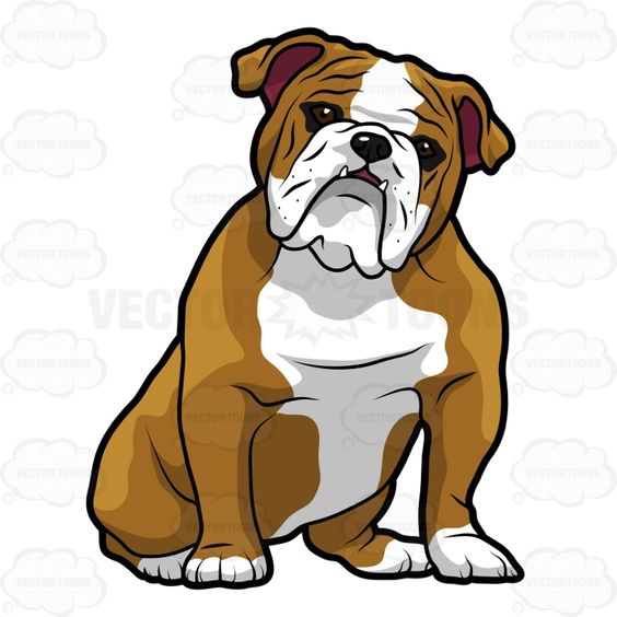 Cartoon Clipart: English Bulldog Sitting With Its Head Tilted To The Right