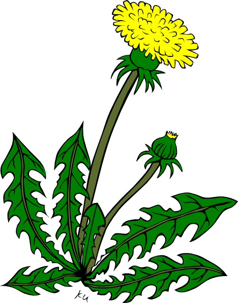 Cartoon Dandelion Flower Clipart Best