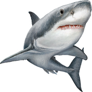 Cartoon Fish Great White Shark. Clipart Info