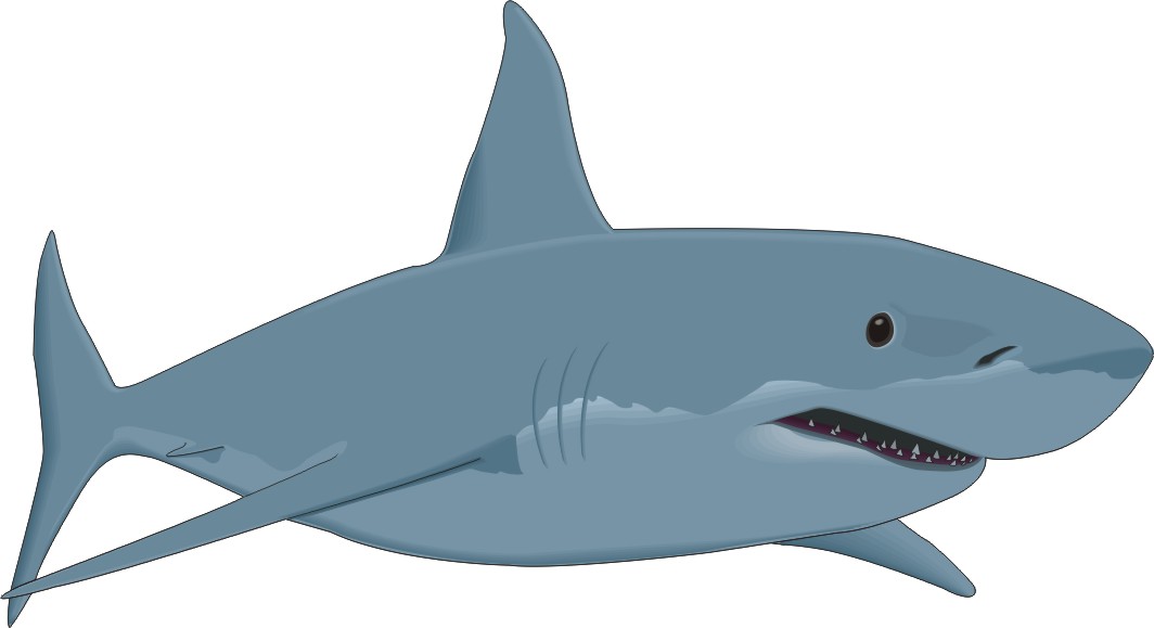 Cartoon Fish Great White Shar - Sharks Clipart