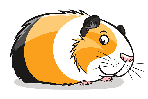 Cartoon guinea pig vector art illustration