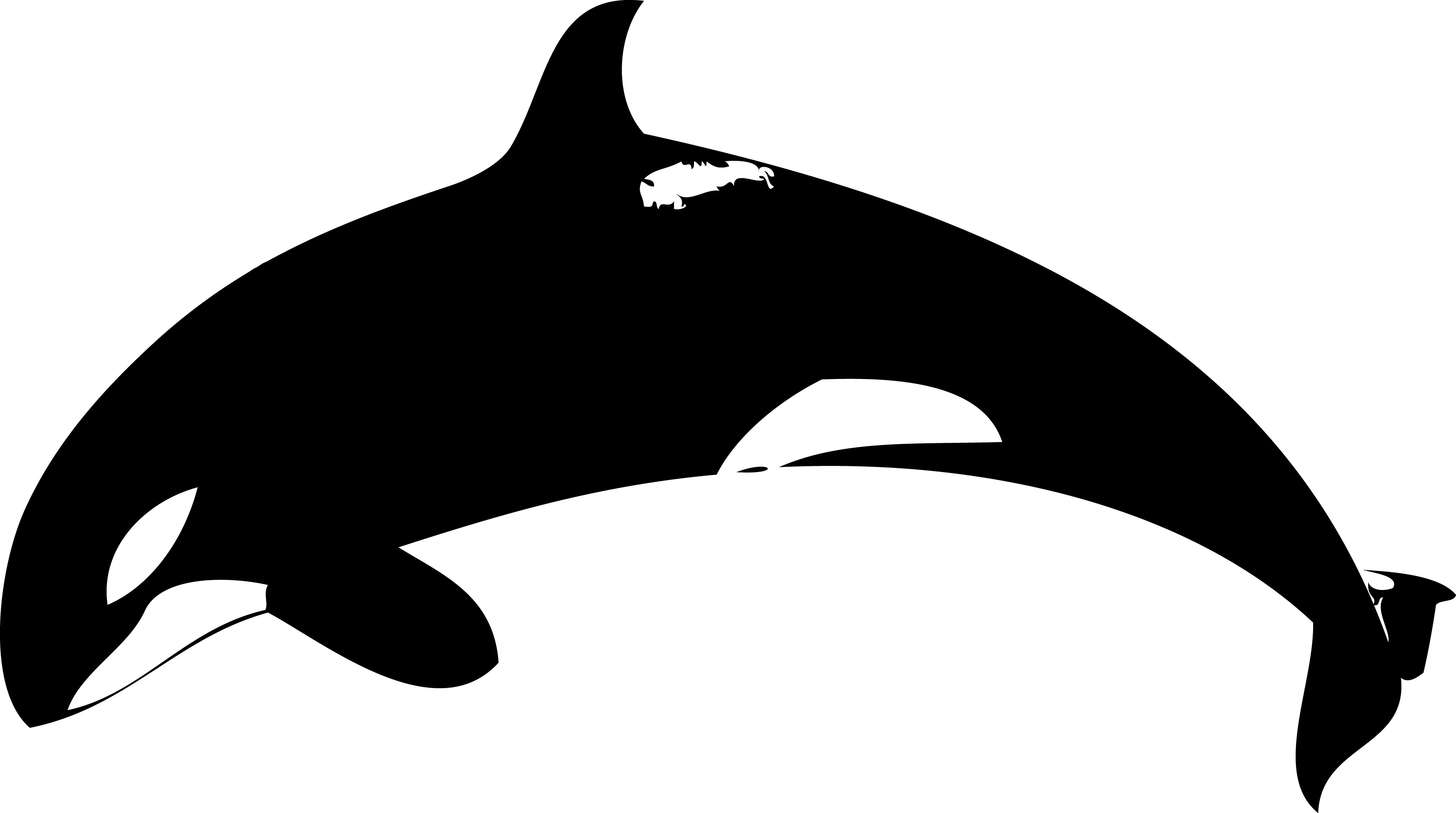 Cute killer whale clip art .