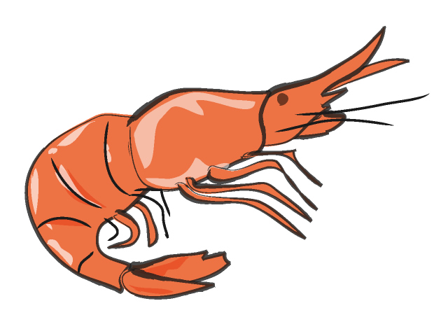 Cartoon shrimp clipart kid - Clipart Shrimp