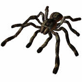 cartoon tarantula; poisonous tarantula crawling; spider tarantula; tarantula web