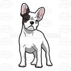 Cartoon White French Bulldog .