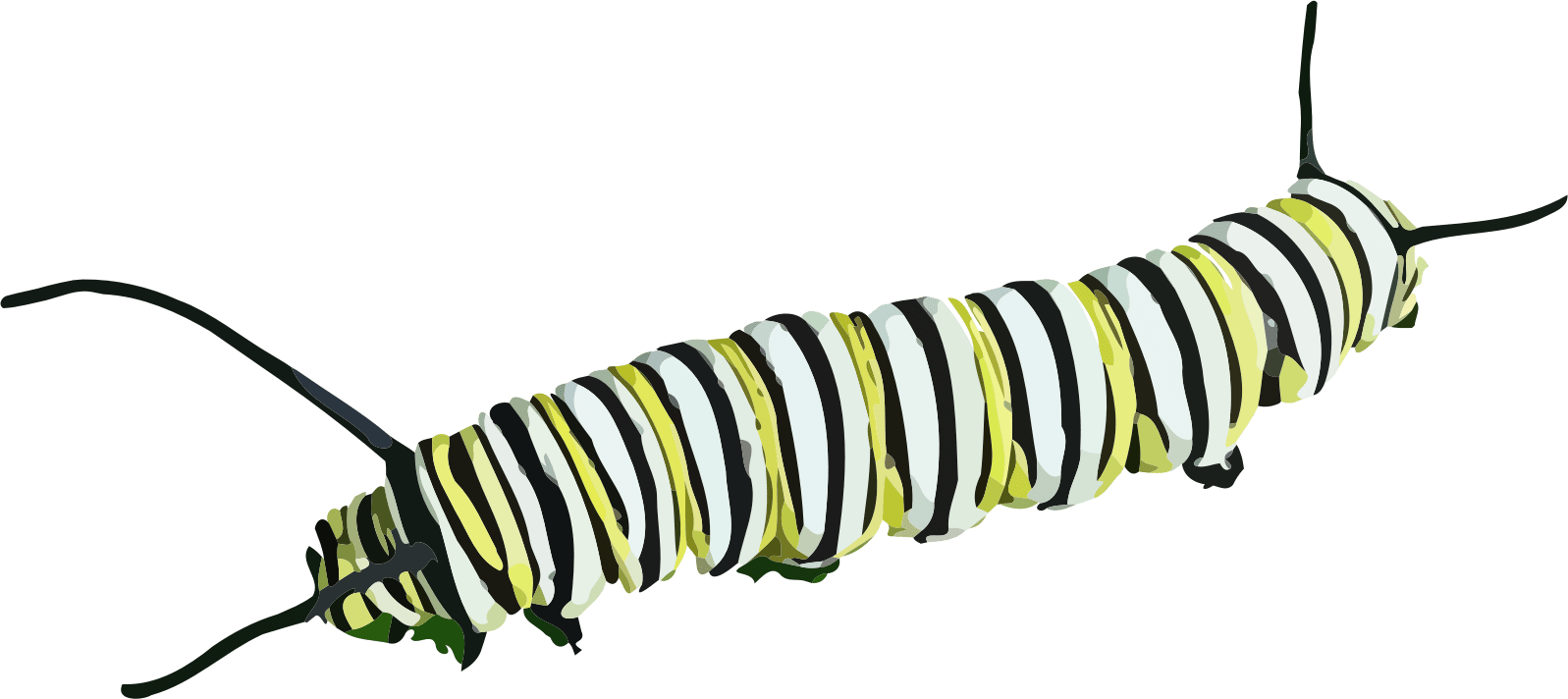 Caterpillar Clipart - Caterpillar Clipart