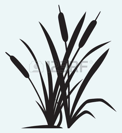 cattail: Silhouette reed isolated on white background Illustration