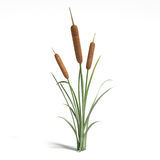 Cattails Clipart Black And Wh