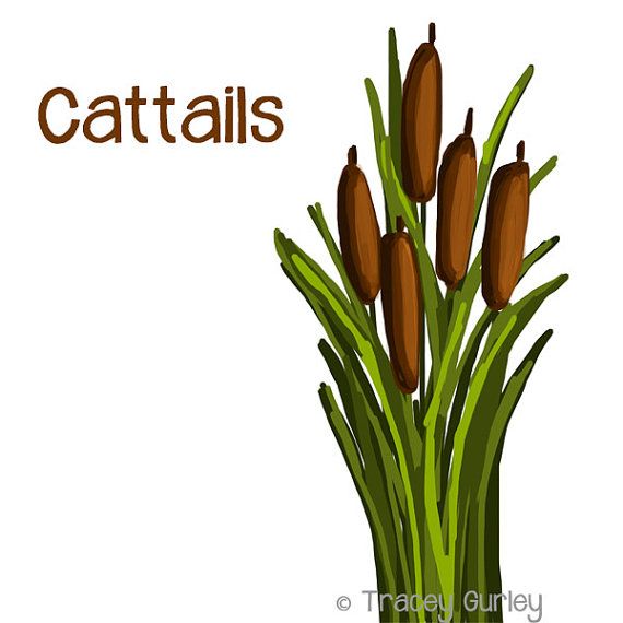 Cattails in Pond Clip Art
