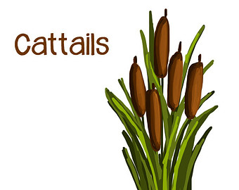 Cattails Graphic - Original A - Cattail Clipart