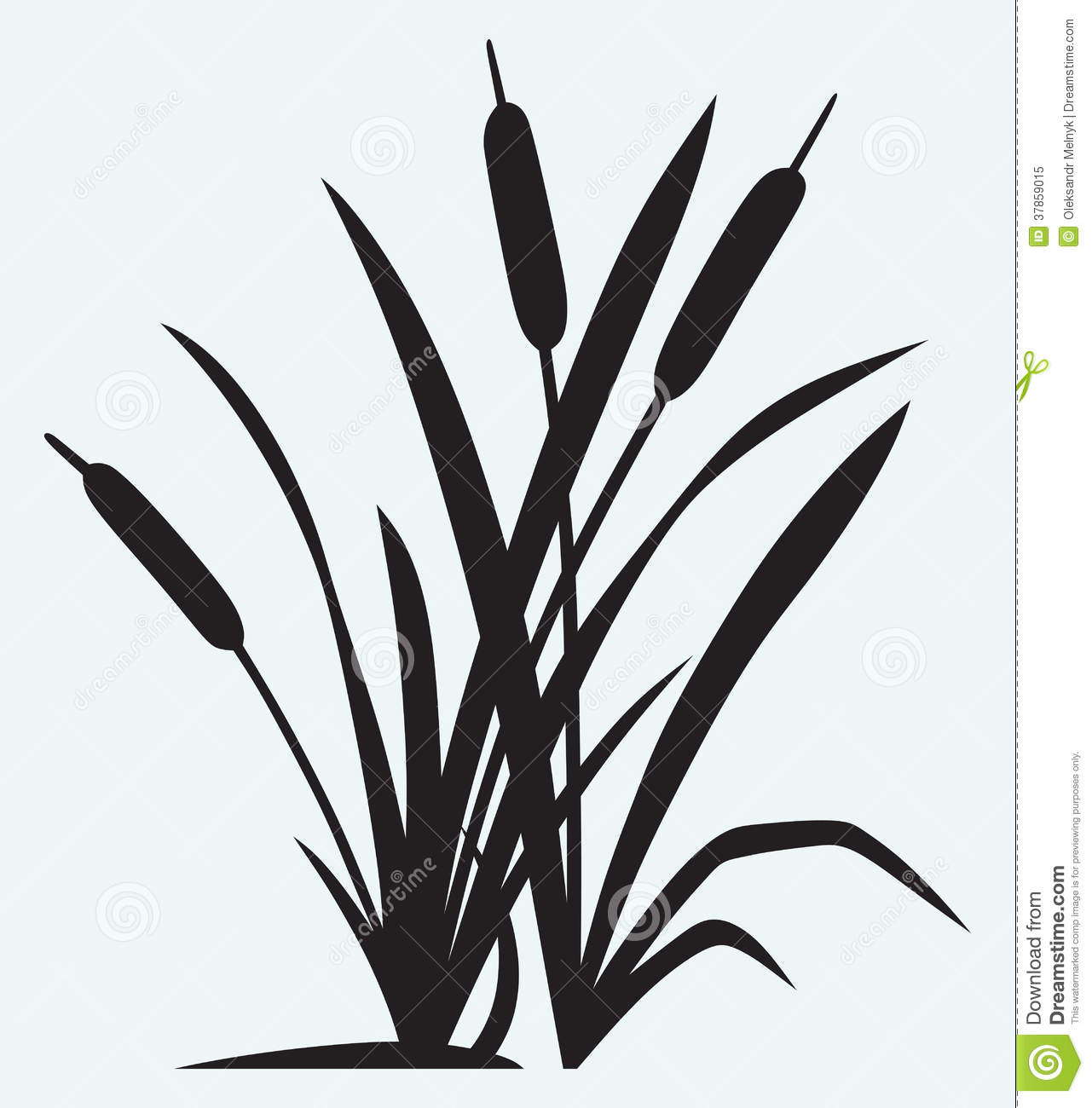 Isolated Cattails Clip Art St