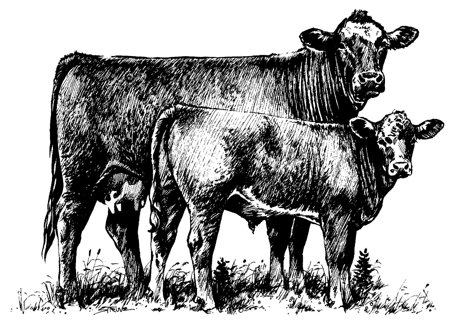 cattle clipart .