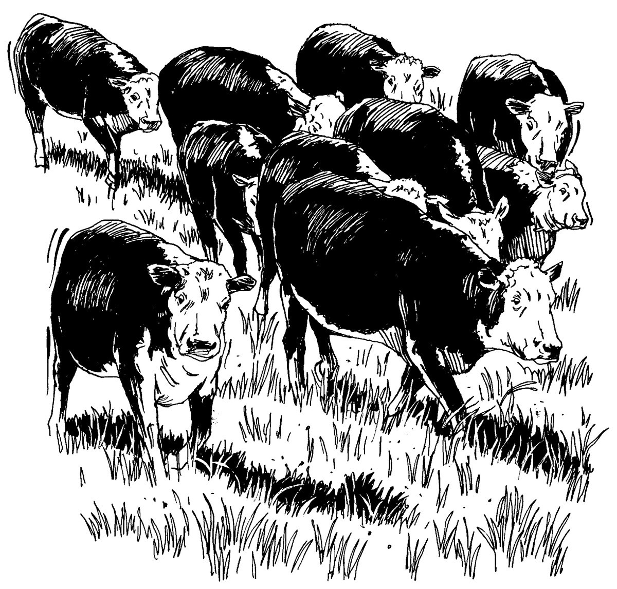 Cattle Cartoon