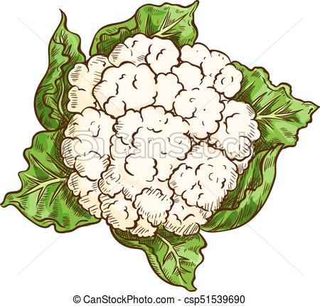 Cauliflower cabbage vegetable isolated sketch - csp51539690