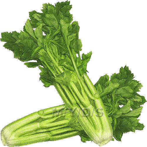 Celery Free Clipart #1