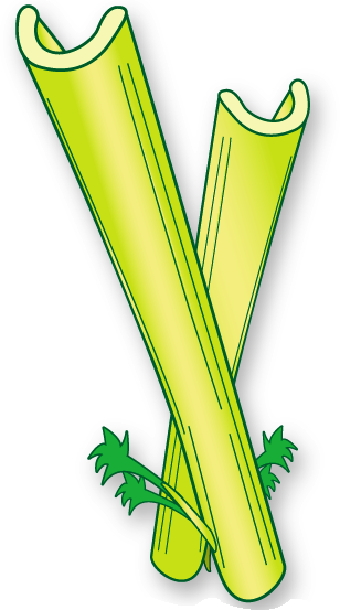 Celery Sticks vector art illu