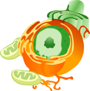 Free Animal Cell Clipart