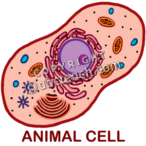 Cell Membrane Animal Cell Clipart