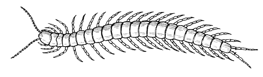 Centipede clipart with transp