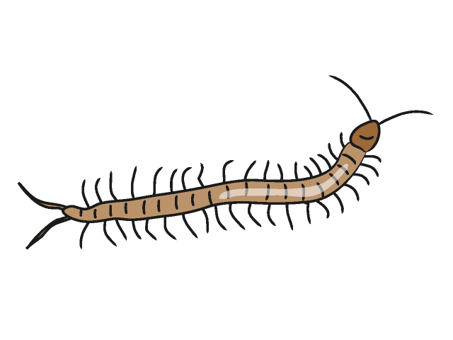 Centipede Clipart | Free Download Clip Art | Free Clip Art | on .