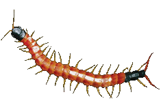 Centipede clipart with transparent background.