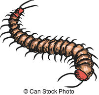 ... centipede - sketch, doodle illustration of centipede