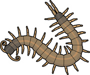 centipedes_630 centipede. Size: 104 Kb From: Arthropod Clipart
