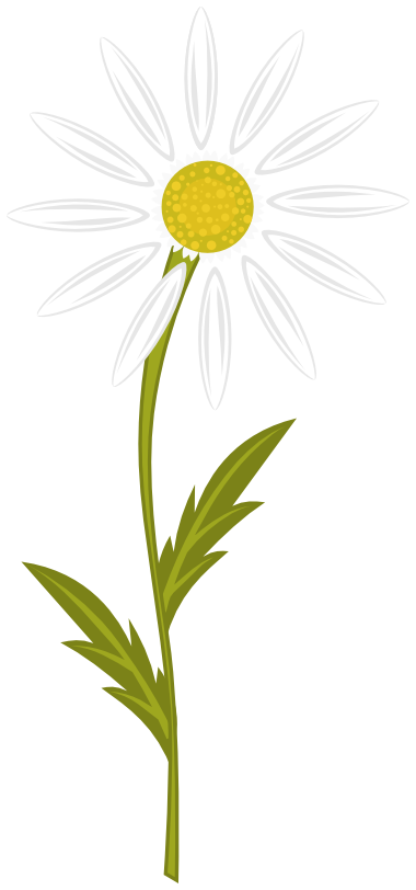 Chamomile flower; Matricaria 