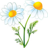 Chamomile flowers, silhouette