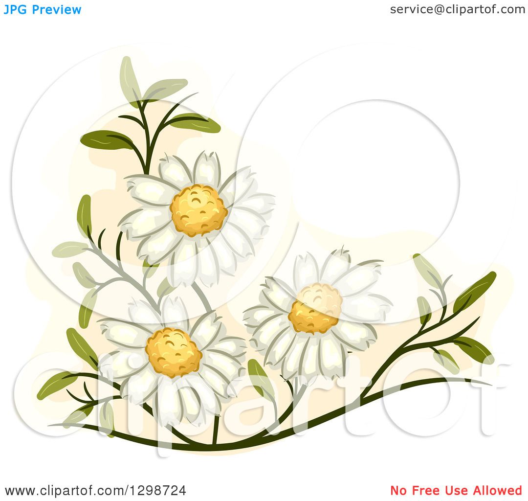 Clipart of Medicinal Chamomile Flowers - Royalty Free Vector Illustration  by BNP Design Studio