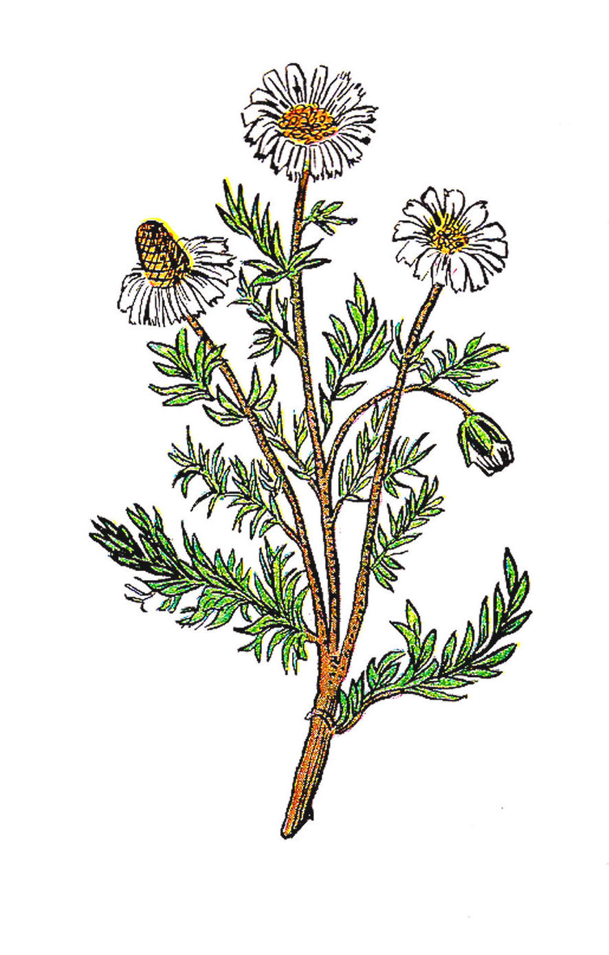 Free Flower Graphic: Vintage Illustration of Chamomile Herb Plant with  Flowers and Leaves