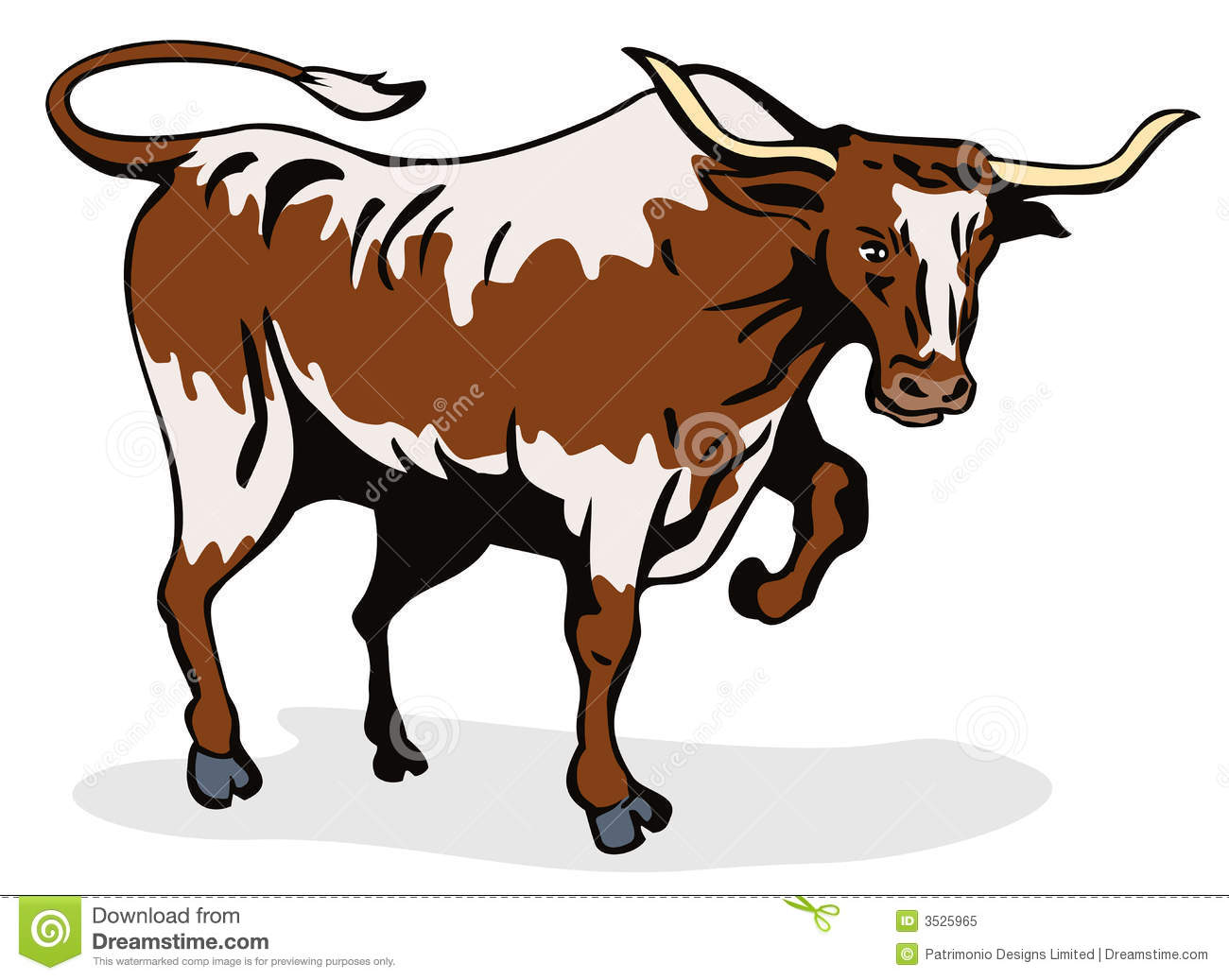 Charging texas longhorn bull .