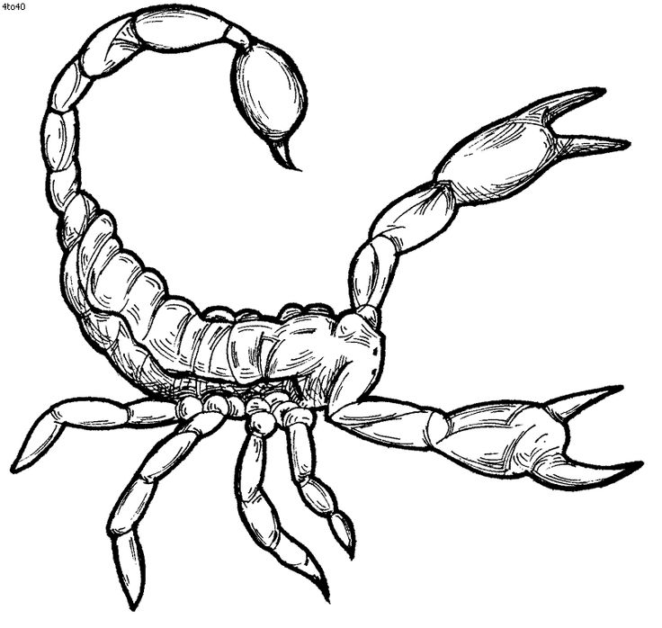 Check this Free Printable Col - Scorpion Clip Art