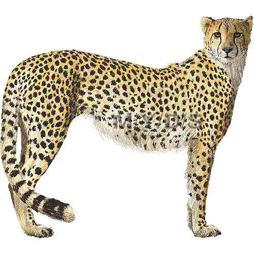 Fast cheetah clipart