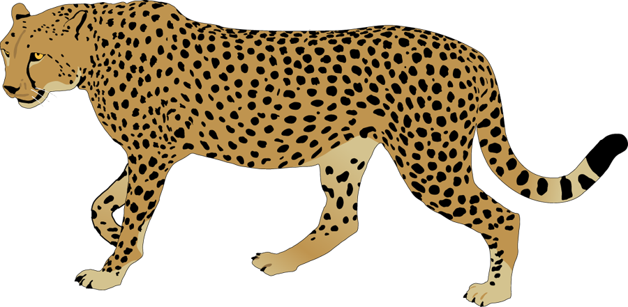 Cheetah print black and white