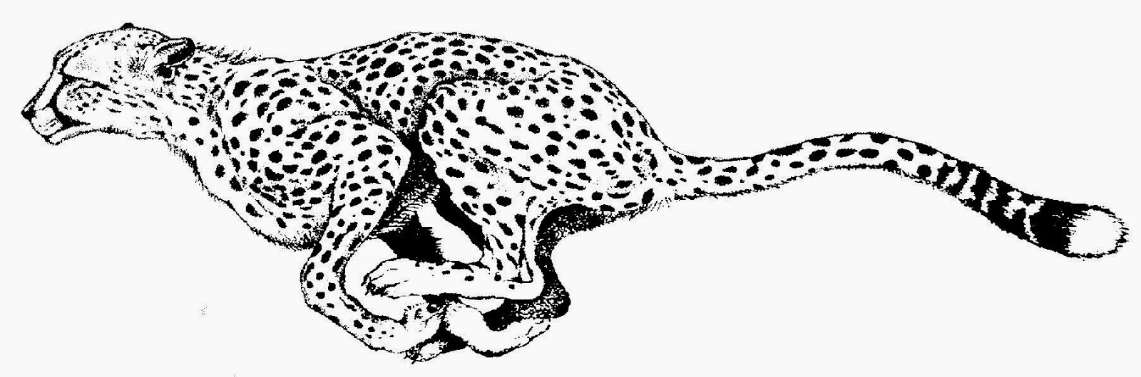 Cheetah print black and white - Clipart Cheetah