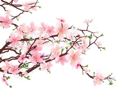 cherry blossom clip art