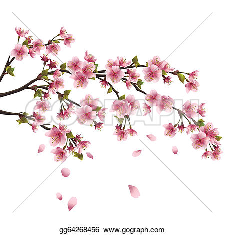 cherry blossom u0026middot; Realistic sakura blossom - Japanese cherry tree with flying petals isolated on white background