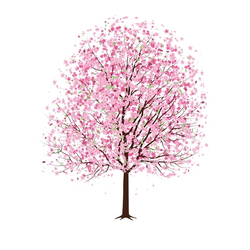 Cherry Blossom Tree Clip Art Cherry Cherries