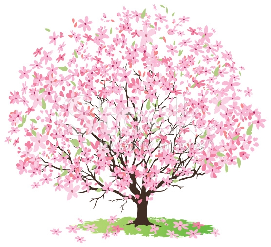 Royalty-Free (RF) Cherry Tree