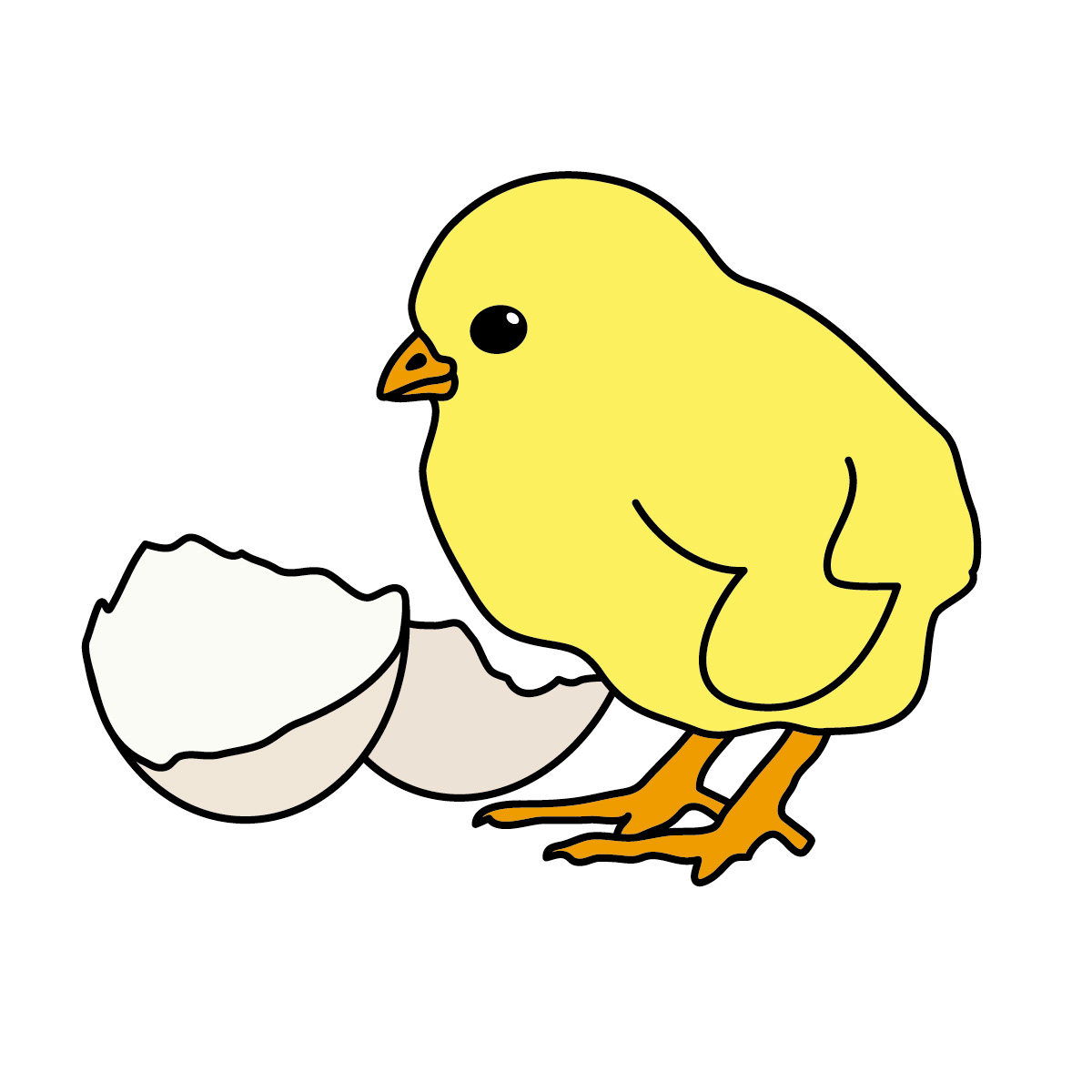 Baby Chick Stock Illustration