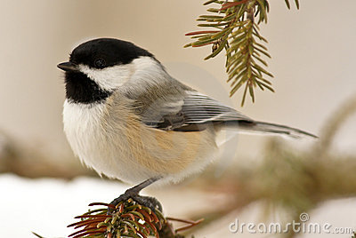 chickadee clip art free | Black Capped Chickadee sitting on branch with snow. | birds | Pinterest | London, Royalty free stock photos and Branches