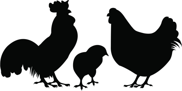 Chicken silhouette u0026middo
