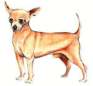 Chihuahua - Chihuahua Clip Art