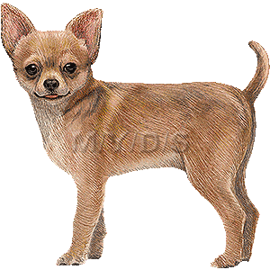 Small Brown Chihuahua Dog Car