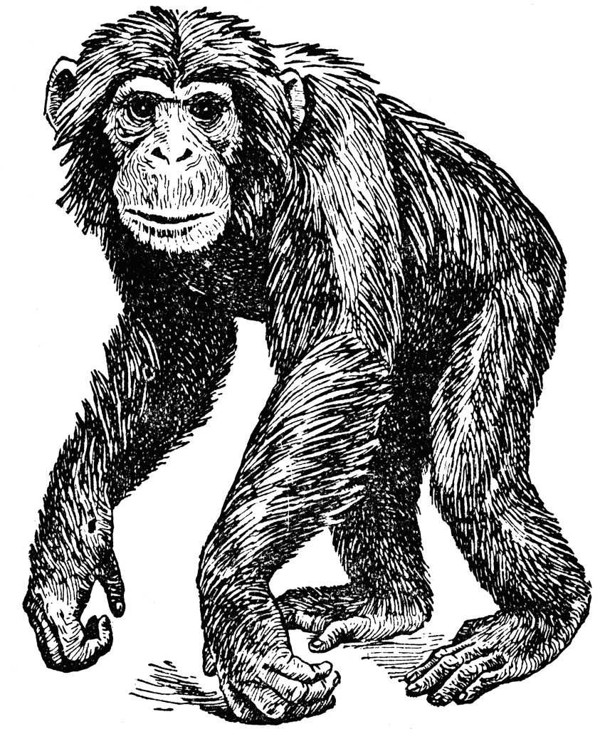 chimpanzee clipart 