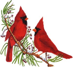 Christmas Cardinal Clip Art | Index of /mshshomework/tmcdowell/Clipart/cardinals