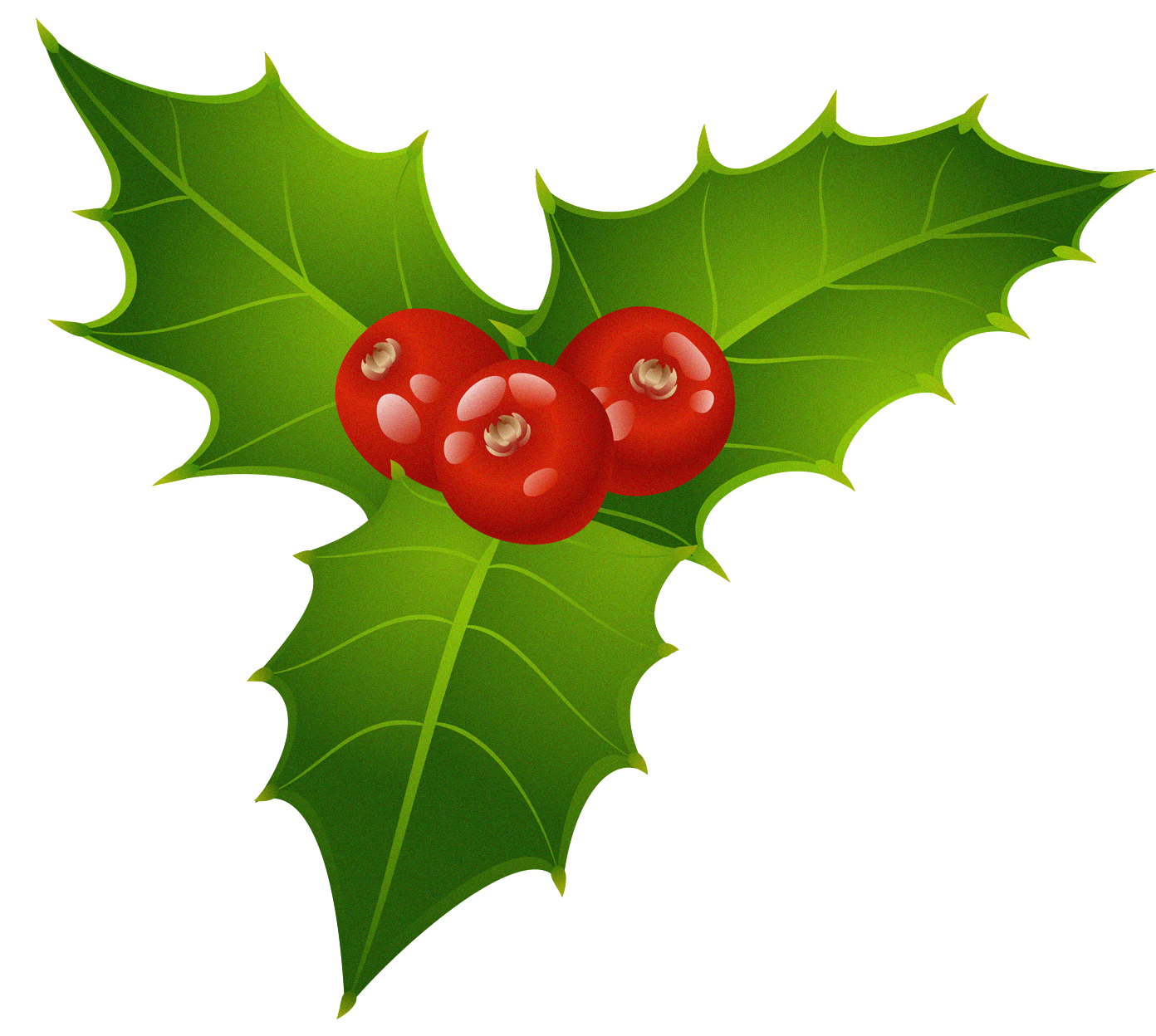 holly with dark green leaves